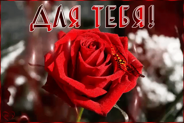 Для тебя красная роза