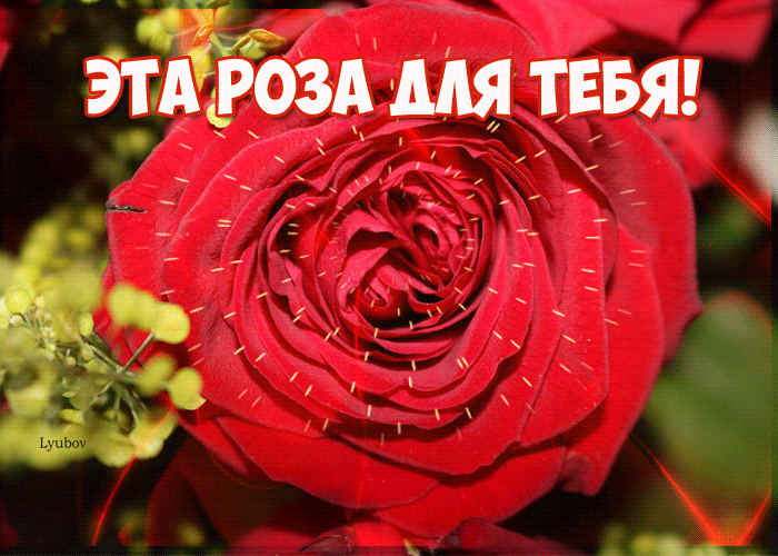 Эта роза для тебя