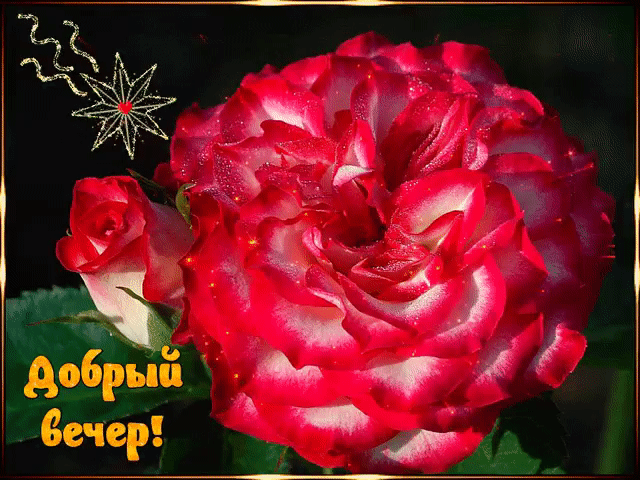 Добрый вечер - открытка с цветком