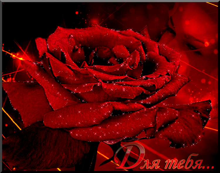 Для тебя эта красная роза