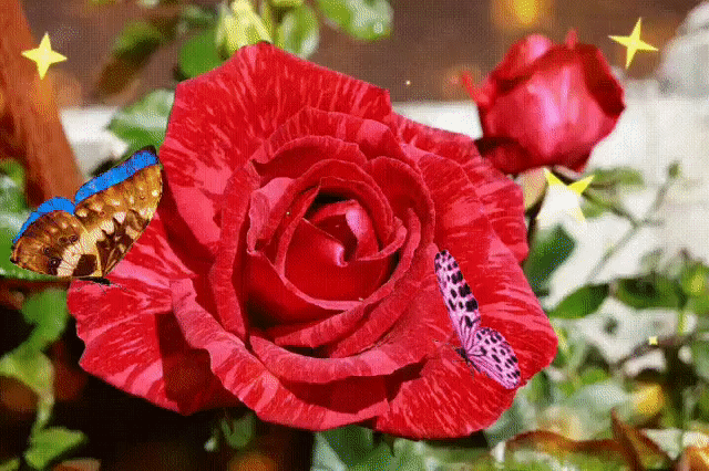 Красивая роза красивой женщине